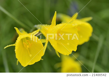 Balboocodium（Narcissus） 21400542