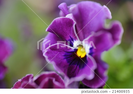 三色堇中提琴 21400935