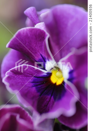 Pansy viola Pansy viola 21400936