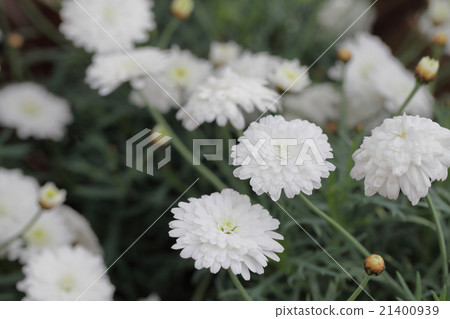 Morinba Mini Double White Marguerite Flower 21400939