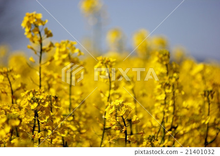 Rape blossoms and blue sky 21401032