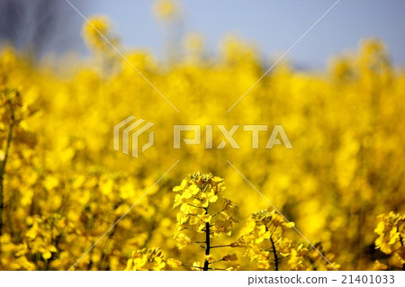 Rape blossoms and blue sky 21401033