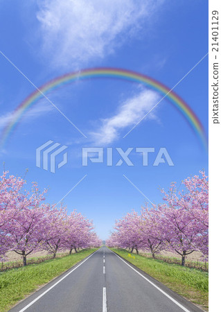 Bridge of rainbow with road of cherry blossoms 21401129