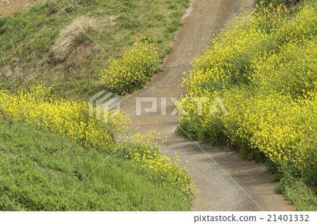 芥末醋栗的小直徑 21401332
