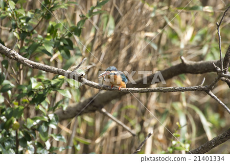 Kingfishes who eat shrimp Kingfishes who eat shrimp 21401334