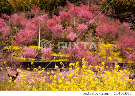 岡龜櫻花樹 岡龜櫻花樹 21401693