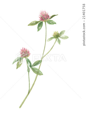 紅三葉草 21401758