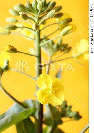 強姦開花 21401978