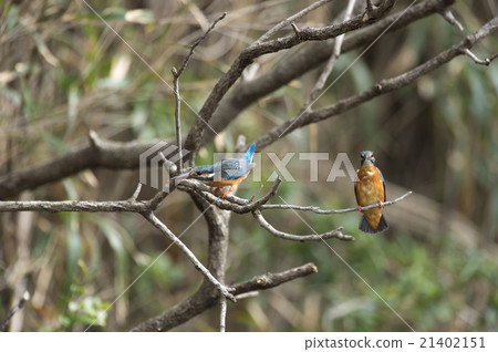 Kingfisher Kingfisher 21402151