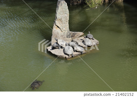 Turtle Turtle 21402152