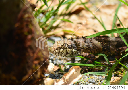 greater lizard greater lizard 21404594