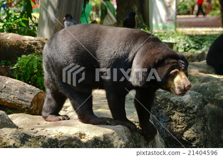 malayun sun bear malayun sun bear 21404596