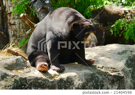 malayun sun bear 21404598