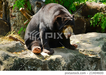 malayun sun bear malayun sun bear 21404600