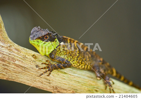 spiny lizard 21404605