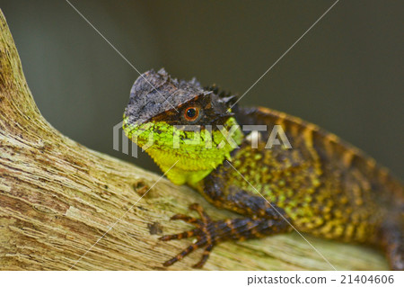 spiny lizard spiny lizard 21404606