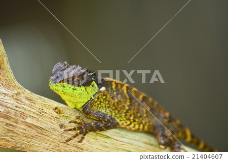 spiny lizard spiny lizard 21404607