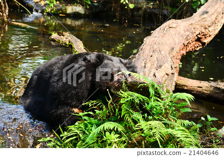 asiatic black bear asiatic black bear 21404646