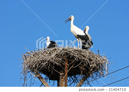 Storks in the nest Storks in the nest 21404718