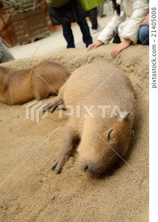 神戶動物王國的水豚 21405008