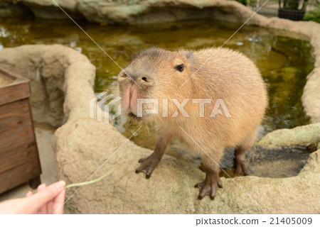 神戶動物王國的水豚 21405009