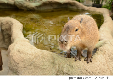 Capybara in Kobe Animal Kingdom 21405010