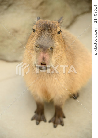 Capybara in Kobe Animal Kingdom 21405014