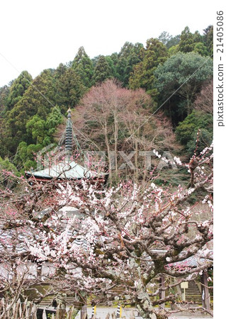 Kyoto Horinji Temple 21405086