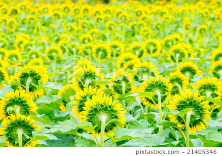 Sunflower field Sunflower field 21405346