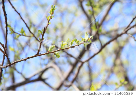 早春公園發芽樹 21405589