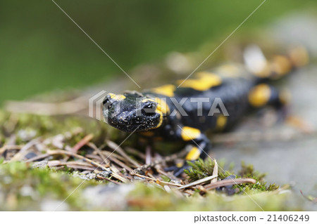 Salamander in the Wild 21406249