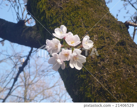 Mountain cherry tree in Senggen Mountain Park @ Fuchu Mountain cherry tree in Senggen Mountain Park @ Fuchu 21406529