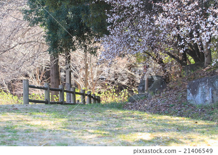 Early spring park Yamazakura flowers 21406549