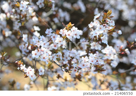 Early spring park Yamazakura flowers 21406550