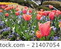 Tulip pink 21407054