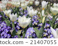 Tulip White 21407055
