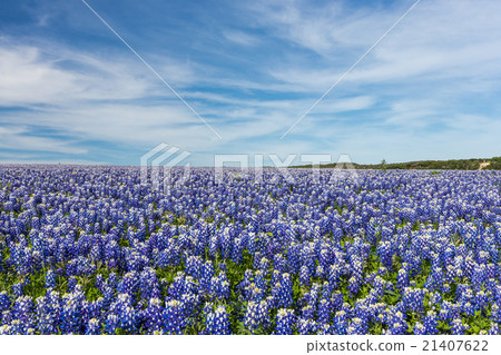 Texas Bluebonnet filed and blue sky background 21407622