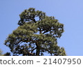 松樹 21407950