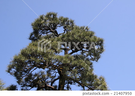 Pine Pine 21407950