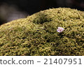 苔蘚和李子 21407951
