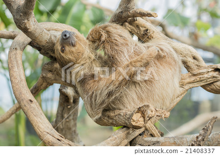 Sloth 21408337
