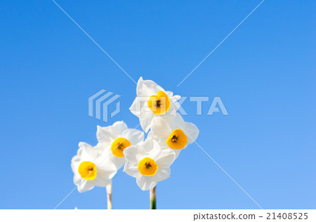 發光在藍天的黃水仙 21408525