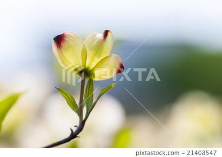  Dogwood flower 21408547