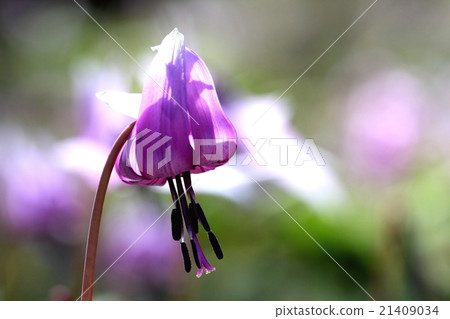 Katakuri Katakuri 21409034