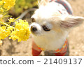 Rape flowers and Chihuahuas 21409137