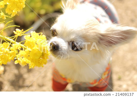 強姦鮮花和吉娃娃 21409137