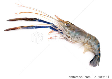 Fresh shrimp, Giant freshwater prawn on white 21409381