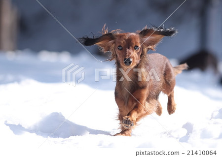 狗鴨子在雪地裡玩 21410064