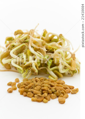 Sprouted fenugreek and seeds: Sprouted Fenugreek (methi) 21410084