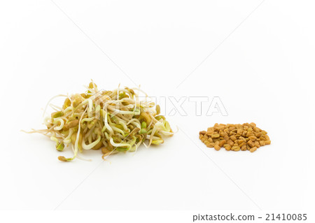 發芽的胡蘆巴和種子：發芽的胡蘆巴（methi） 21410085
